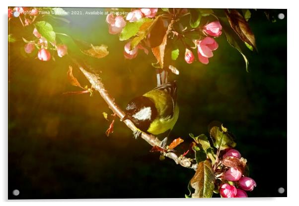 Great Tit, Parus Major, Perched on Tree Acrylic by Taina Sohlman