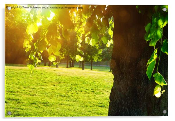 Green Linden Tree in Morning Sunlight Acrylic by Taina Sohlman