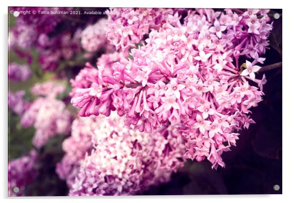 Lilac Flowers in Pink Acrylic by Taina Sohlman