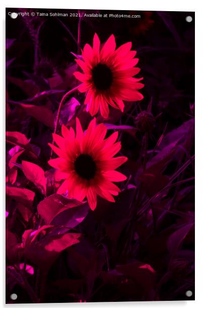 Two Rudbeckia Flowers in Red Acrylic by Taina Sohlman