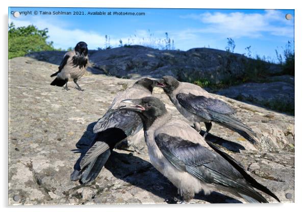 Juvenile Hooded Crows Playing Acrylic by Taina Sohlman