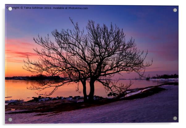 Seaside Tree at March Sunrise Acrylic by Taina Sohlman