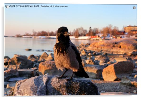 Hooded Crow, Corvus cornix, Perched on Seaside Bou Acrylic by Taina Sohlman