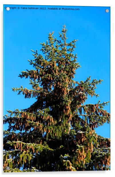 Norway Spruce Trees With Lots of Cones Acrylic by Taina Sohlman