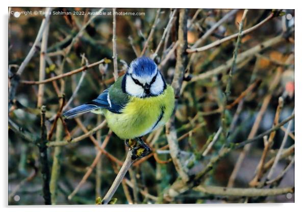 Eurasian Blue Tit, Cyanistes caeruleus Acrylic by Taina Sohlman