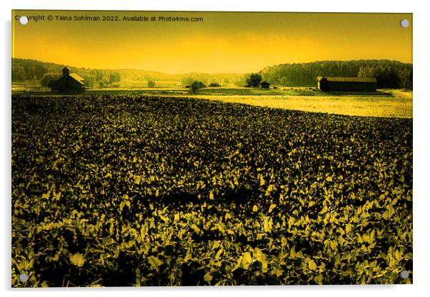 The Yellow Field Acrylic by Taina Sohlman