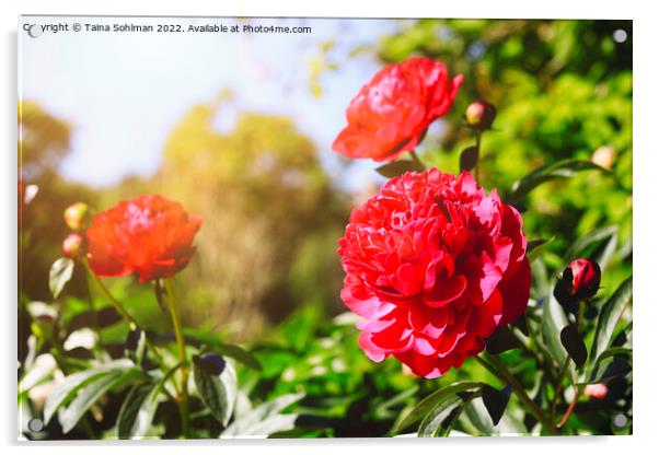 Beautiful Red Peonies in Sunny Garden Acrylic by Taina Sohlman