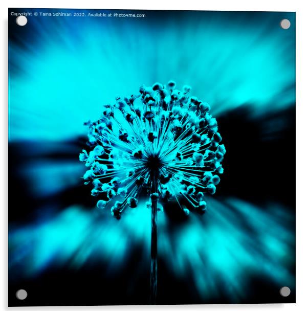 Allium Giganteum Seed Head Digital Art 2 Acrylic by Taina Sohlman