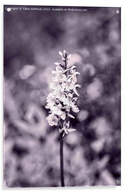 Dactylorhiza maculata, Heath Spotted Orchid Monoch Acrylic by Taina Sohlman