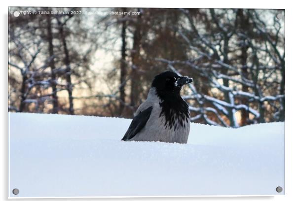 Hooded Crow, Corvus Cornix, Conserving Warmth in W Acrylic by Taina Sohlman