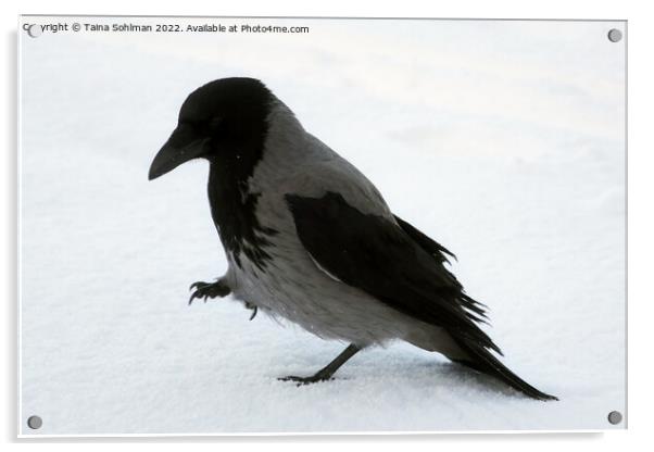 Beautiful Hooded Crow Strolling in Snow Acrylic by Taina Sohlman