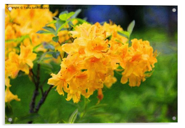 Yellow Rhododendron Flowers Acrylic by Taina Sohlman