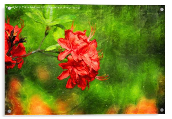 Red Rhododendron Flowers Digital Art Acrylic by Taina Sohlman