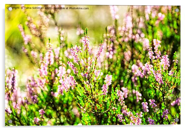 Sunlight on Blossoming Heather Digital Art Acrylic by Taina Sohlman