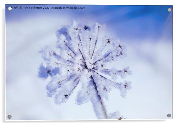 Hoarfrost on Anthriscus sylvestris, Cow Parsley in Acrylic by Taina Sohlman