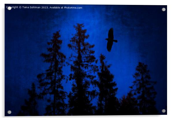 Hooded Crow Flying in Mystic Forest Acrylic by Taina Sohlman