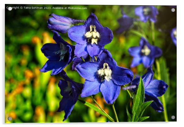 Blue Delphinium or Larkspur Flowers  Acrylic by Taina Sohlman