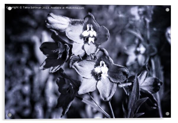 Delphinium or Larkspur Flowers Monochrome Acrylic by Taina Sohlman