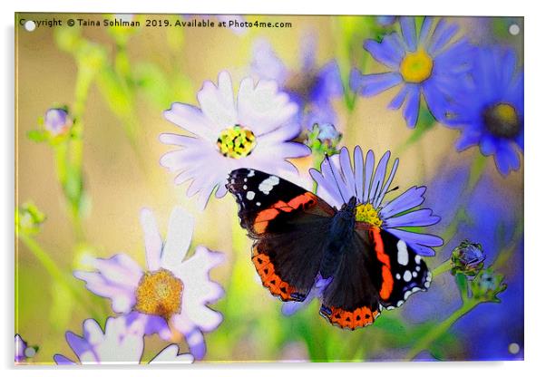 Red Admiral Butterfly on Flowers Acrylic by Taina Sohlman