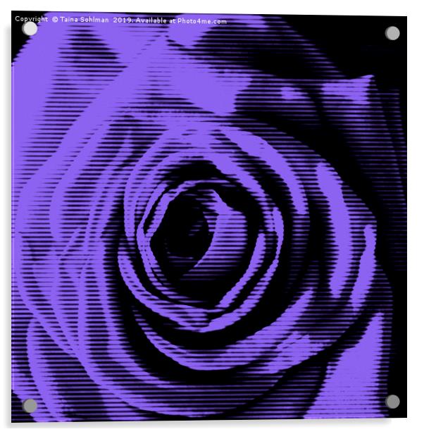 Purple Rose Digital Acrylic by Taina Sohlman