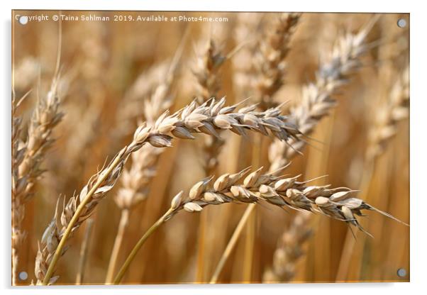 Ripe Wheat Acrylic by Taina Sohlman