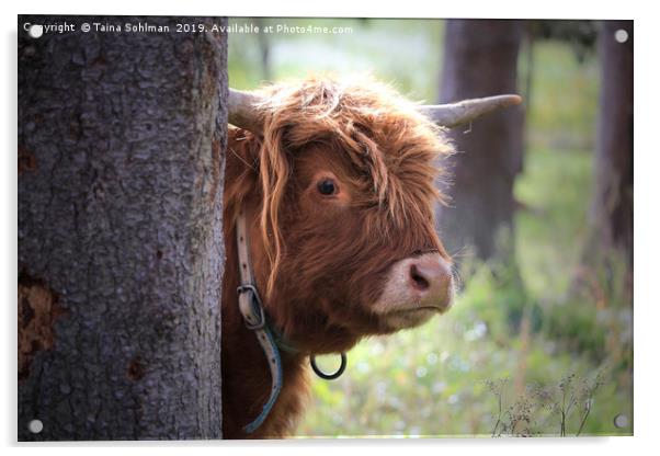 Young Highland Bull Peeks Behind Tree Acrylic by Taina Sohlman
