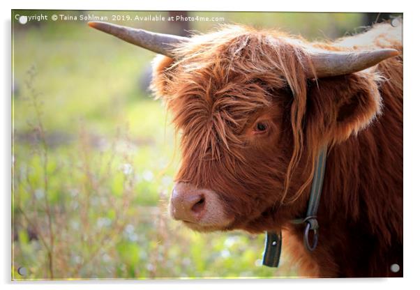 Young Highland Bull Close Up Acrylic by Taina Sohlman
