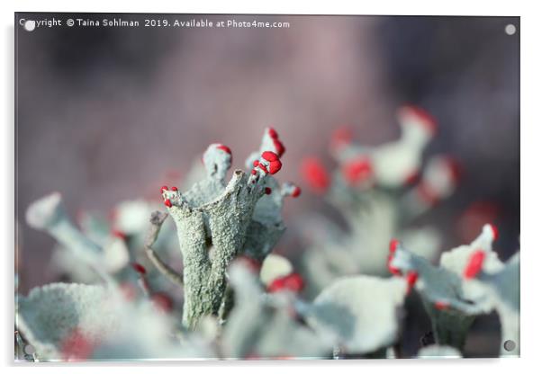 Cladonia borealis macro Acrylic by Taina Sohlman