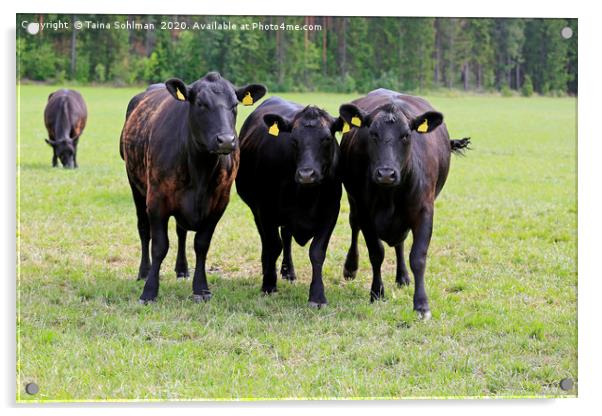 Black Cows Running Towards Camera Acrylic by Taina Sohlman