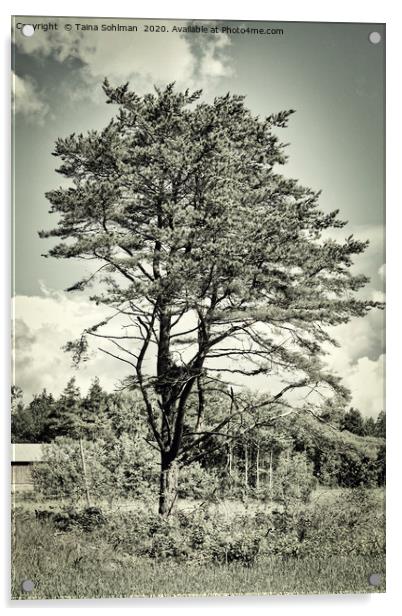 Old Times Pine Tree Acrylic by Taina Sohlman