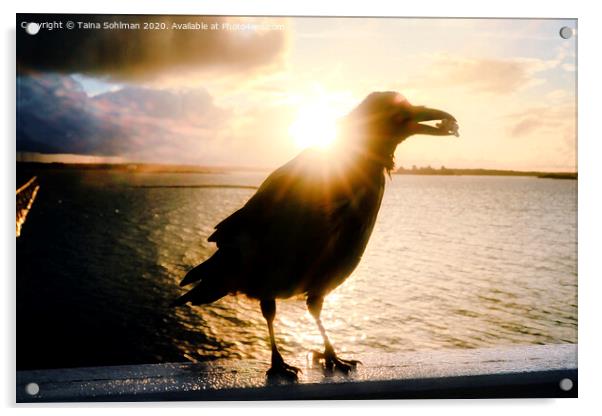 Mystic Hooded Crow at Sunrise  Acrylic by Taina Sohlman