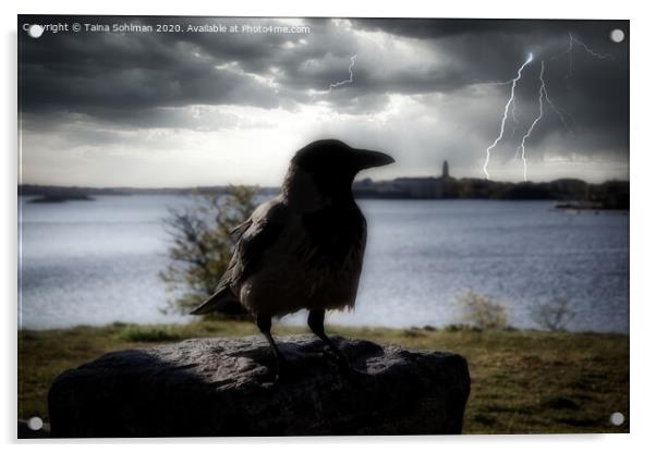 The Mysterious Hooded Crow Acrylic by Taina Sohlman