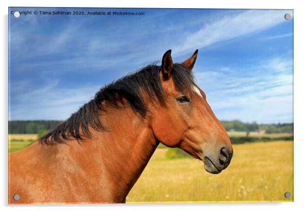 Beautiful Bay Horse in the Summer Acrylic by Taina Sohlman