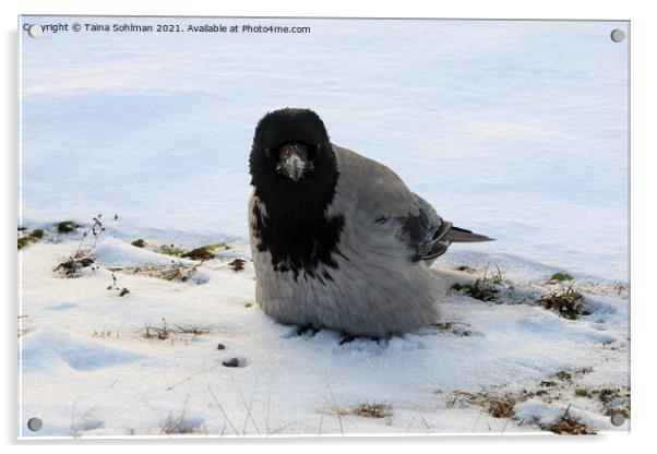 Young Hooded Crow Fluffing up Feathers in Snow Acrylic by Taina Sohlman