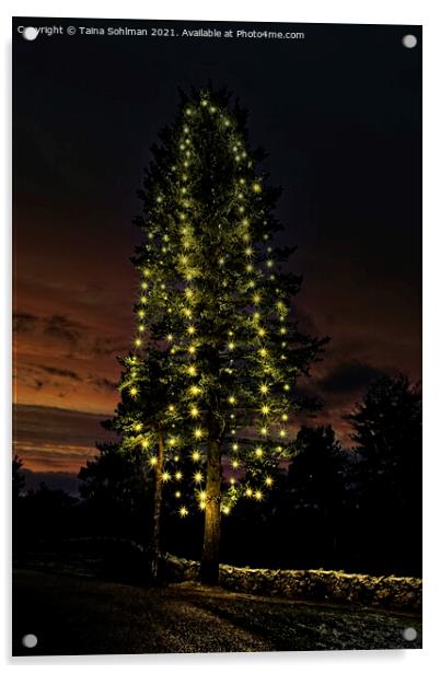 Illuminated Christmas Tree at Twilight Acrylic by Taina Sohlman