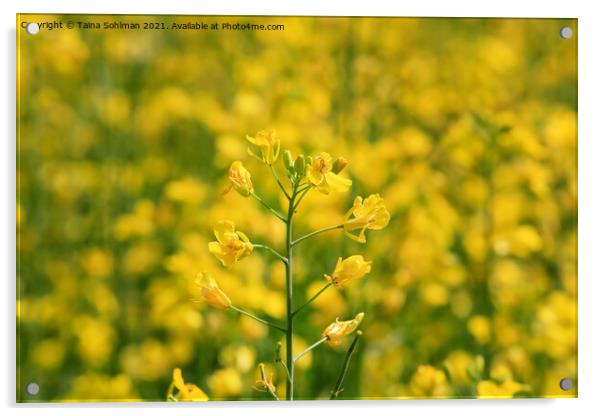 Rapeseed (Brassica rapa) Plant on a Field Acrylic by Taina Sohlman