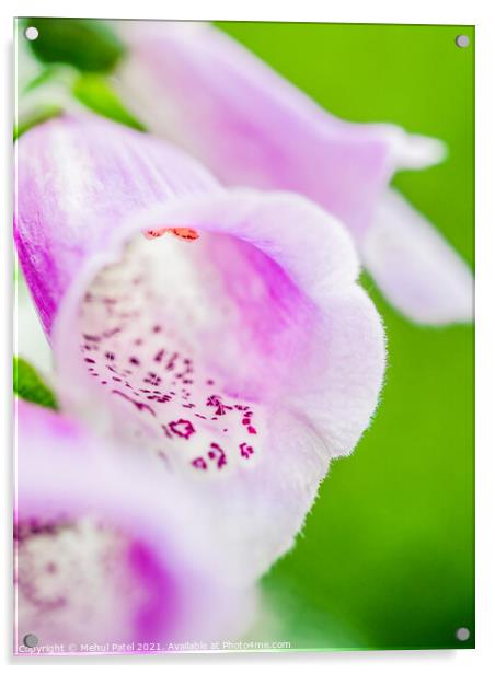 Close up of purple foxglove flower (digitalis purpurea Acrylic by Mehul Patel
