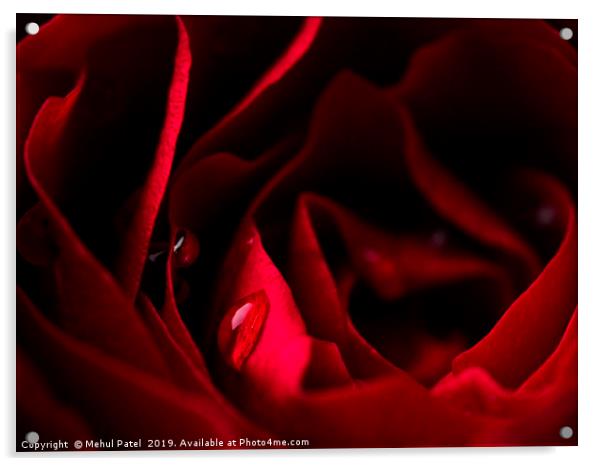 Close-up of water droplets on red rose petals Acrylic by Mehul Patel