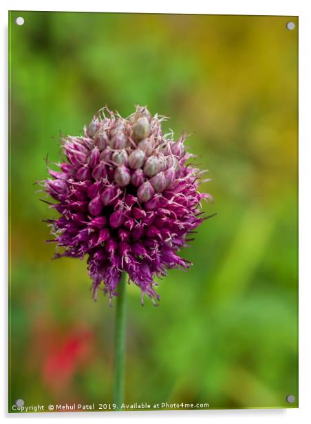 Allium in garden coming to end of its bloom Acrylic by Mehul Patel