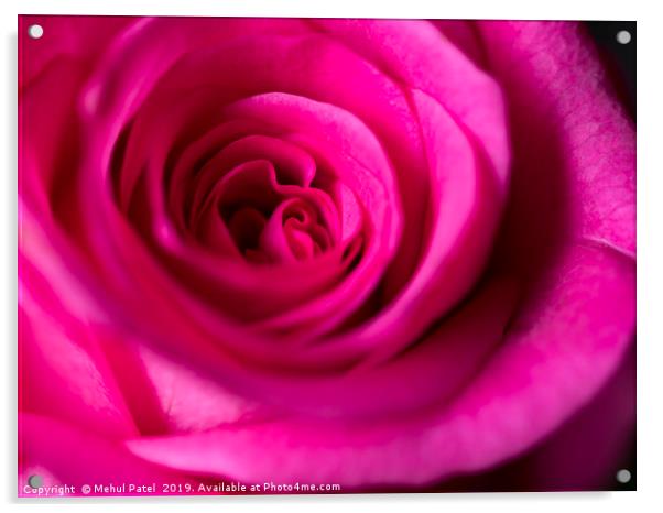 Close up of petals on pink rose  Acrylic by Mehul Patel