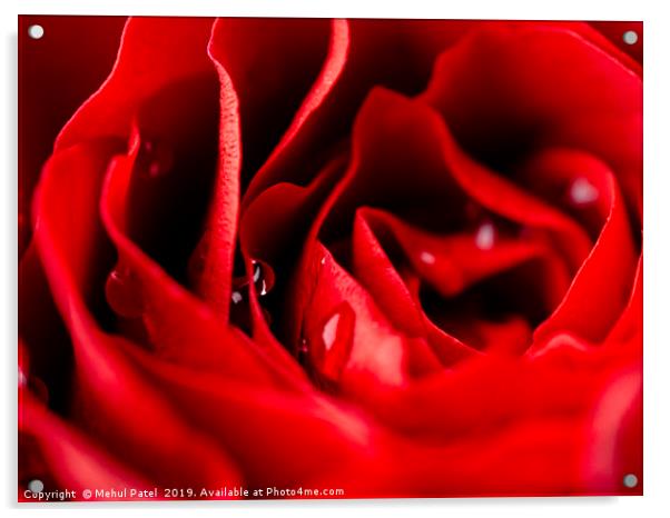 Close up of red rose with water droplets Acrylic by Mehul Patel