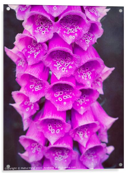 Close up of pink foxglove (digitalis purpurea) flowers in garden Acrylic by Mehul Patel