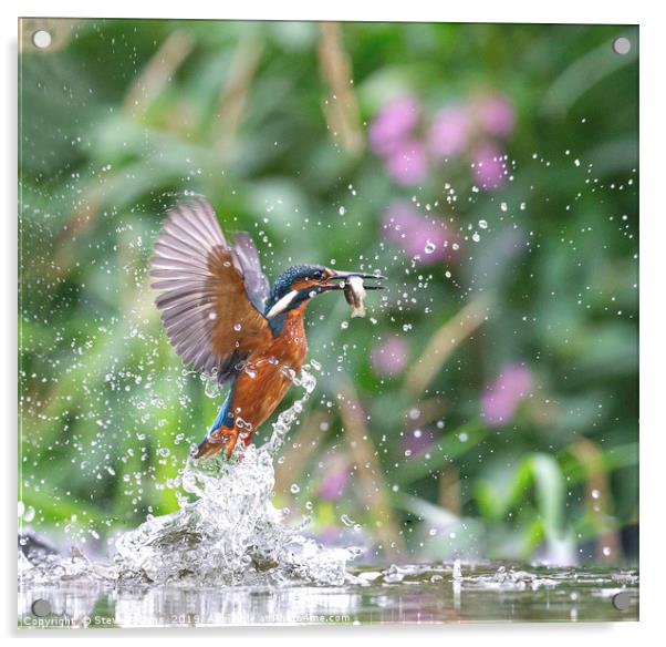 Kingfisher with fish  Acrylic by Steve Adams