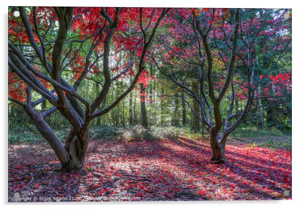 Autumn Colours Acrylic by Steve Adams