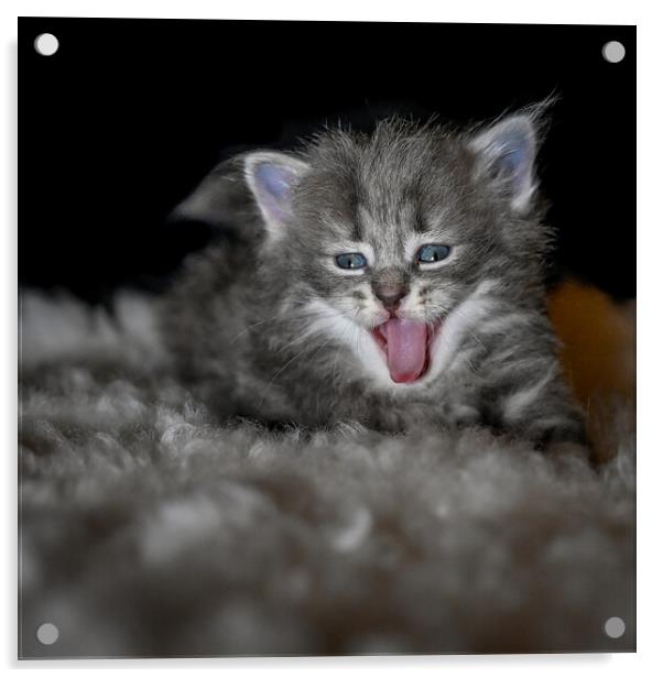 sibirian cat young kitten in a swedish home Acrylic by Jonas Rönnbro