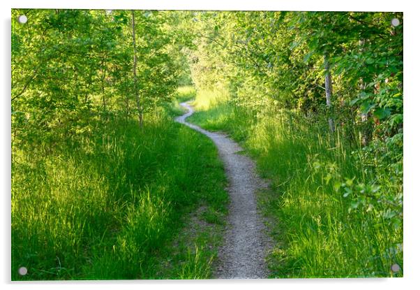 narrow path through young green forest in Sweden Acrylic by Jonas Rönnbro