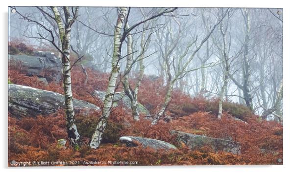 Silver Birch in Fog Acrylic by Elliott Griffiths