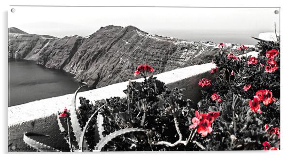 red flowers at Santorini Acrylic by Alessandro Ricardo Uva