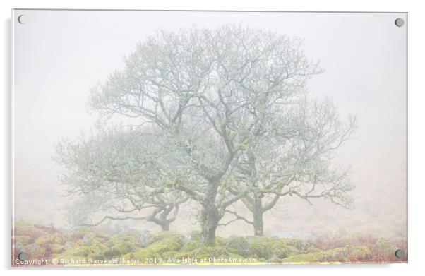 Dartmoor Trees in Mist Acrylic by Richard GarveyWilliams