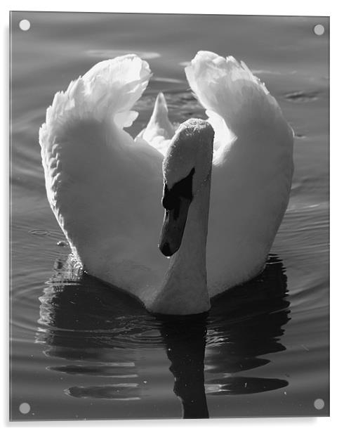 Swan Acrylic by Max Bemrose